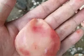 吃鱼吃出的“文玩”，如果你能吃鱼吃到它，一定要好好保存！图片