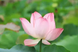 2021年吉林警察学院公安专业最低录取分数线图片