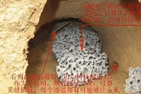 你没见过的30年蚁后，它是这样的，真是太恐怖了图片