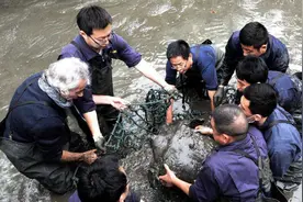 最濒危的动物：斑鳖，全世界只剩下4只，唯一的雌性在越南被发现图片