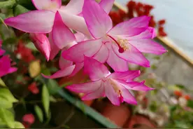 使用仙人掌嫁接的蟹爪兰，砧木仙人掌伤口冒芽了需要去抹掉吗？图片