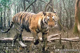 印度一只老虎跳到船上把渔民杀死，不要把老虎当成“旱鸭子”！图片