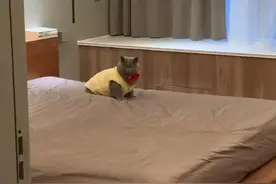 没带猫咪回家过年，猫咪从监控里听到主人声音后，哭得像个孩子图片