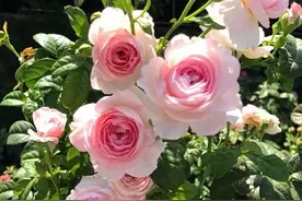 庭院适合种哪些花木？这几类，有的开花有的结果，四季有景图片