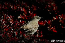 在美国本土过冬的北美鸣禽——小嘲鸫图片