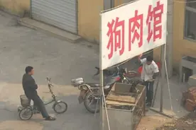 老实说，宠物狗一旦被抛弃，大概只有“死路一条”图片