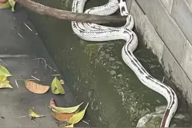 上海一外卖员发现一小白蛇，疑是宠物蛇外逃，是外来物种加州王蛇图片