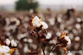 农村以前吃的“棉花籽油”，为什么如今却很少见了？原因很现实图片