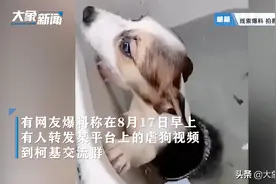 网传商丘一学生用洗衣机搅洗柯基？警方通报来了图片