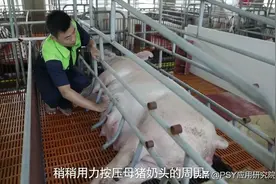 母猪昨天产了11头，今天还有猪崽未产完，怎么办？图片