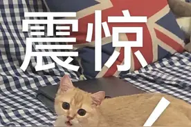 50平米66只猫！上海夫妻搬家把房让给猫！邻居：我们太难了图片