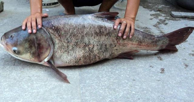 市场上鮰鱼多少钱一斤 2026年鳡鱼多少钱一斤?