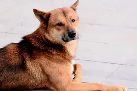 为什么中华田园犬会被禁养？专家说出的四大原因，很好理解图片