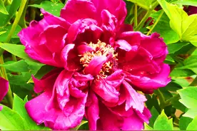 魏紫姚黄压群芳，莲花池公园六千余株各色牡丹花竞相绽放图片