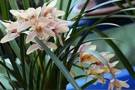 兰花总受到介壳虫危害？选准药剂、用对方法，才能彻底根治图片