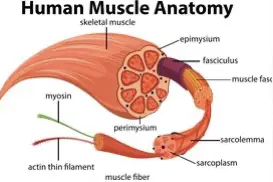 台湾黄教授揭秘：人体内超600条的肌肉，如何实现人体复杂动作？图片