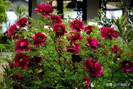 从兰州走进临夏观牡丹 牡丹随处有胜绝是河州图片