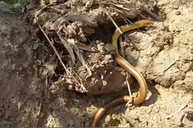 濒危物种现身河南信阳，身体像蛇又像黄鳝，中原地区首次发现图片