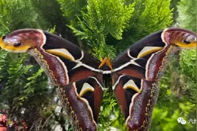 云南发现两只蛇纹巨型飞蛾，两翼像蛇的头部，是冬青大蚕蛾图片