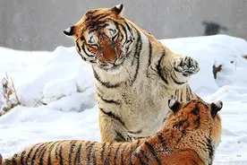 「论酒」东北虎，西北狼喝不过江苏小绵羊图片