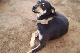 猫是奸臣，狗是忠臣图片