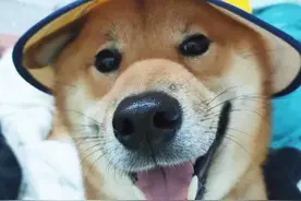 柴犬趁主人不备，偷藏鸡腿，以为它会偷吃，没曾想却做出暖心举动图片