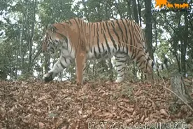 “大王”又来巡山了图片