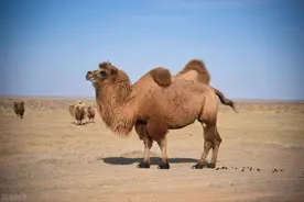 骆驼的危机：25万峰骆驼“失利”，牧民一度弃养，背后有何隐情？图片