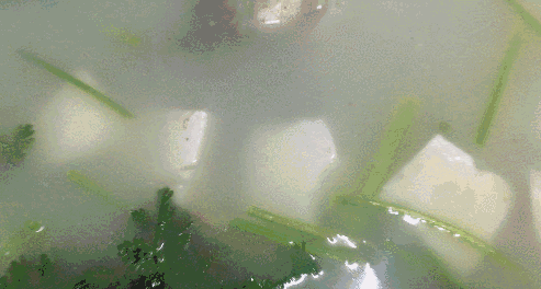 佘自強 花胶汤 2026年佘自强的汤可信吗