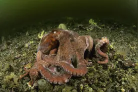 章鱼智力已高到“令人无法理解的地步”，为啥没爬到食物链顶端？图片