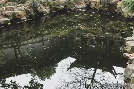 沧浪亭，风月起图片