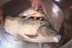 鲫鱼生长缓慢，为何斤鲫、公斤鲫、甚至5斤以上的鲫鱼越来越多？图片