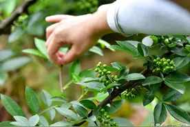 陕西农村留守老人靠种2亩花椒来生活，今年收入3万元，羡慕吗？图片