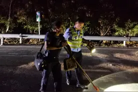 货车深夜侧翻，“佩奇”们集体出逃，交警蜀黍来救援... ...图片