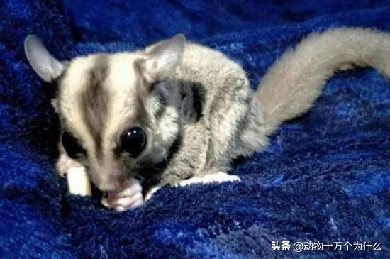 公蜜袋鼯绝育后还臭吗？若是不想太臭，建议饲养母蜜袋鼯