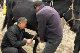 传说中的“钉马掌”是怎么回事？时尚还是保护图片