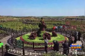 峰峰矿区北神岗村：发展牡丹产业 助力乡村振兴图片