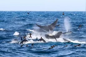 海面上浪花溅起：70头虎鲸围剿1头蓝鲸数小时的壮观场面图片
