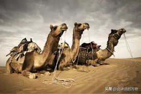 大利亚农民杀113头骆驼，一只骆驼喝掉200升水，威胁到生态平衡图片