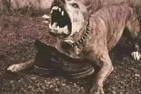 福建71岁老人被恶狗咬死，成年人如何制服它？孩子遇到怎么办？图片