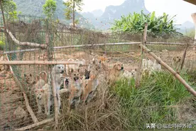 国家从5个方面杜绝返贫，肉狗苗价格养殖100只年利润有多少钱图片