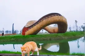 江苏最神奇的一座岛：堪称是铲屎官的天堂，专为流浪猫打造的公园图片