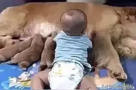 金毛喂奶时一直哀嚎， 女主人觉得有蹊跷， 跑去一看笑喷！图片