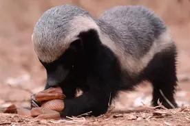 平头哥究竟有多逆天？为什么它们不把狮子、鬣狗、毒蛇放在眼里？图片