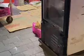 回家路上看见一只橘猫，镜头拉近后都愣住了：这是奶奶喂大的吗？图片