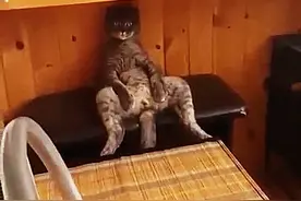 主人强行带猫咪去做绝育，当看到它回家后的举动，主人瞬间笑喷图片