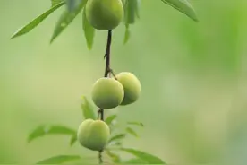 大方长石丨你要的李子都在这里图片