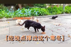 凛冬将至，流浪猫都成群结队地过来讨食，希望你能熬过这个寒冬图片