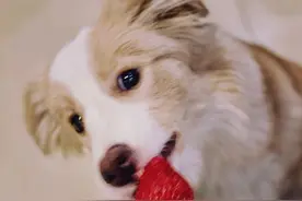 狗狗“歪头杀”真的不是在卖萌，重视一下图片