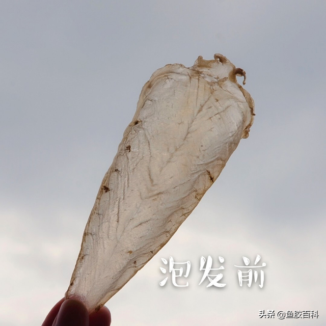 野生白花胶 2026年野生白花胶的作用